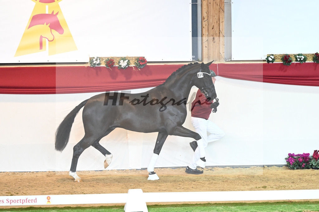 Kat-Nr. 71 Toto jr_Winklmaier_1230388 | hf-fotografie - Realisiert mit Pictrs.com