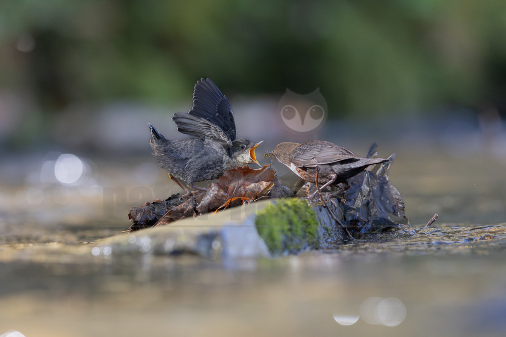 R6NF3106_20260419 | Eine Wasseramsel (Cinclus cinclus) füttert ihr Junges, das mit weit geöffnetem Schnabel und ausgebreiteten Flügeln nach Futter bettelt. Die Szene spielt sich auf einem moosbewachsenen Felsen in einem fließenden Gewässer ab, umgeben von herbstlichen Blättern. - Realisiert mit Pictrs.com