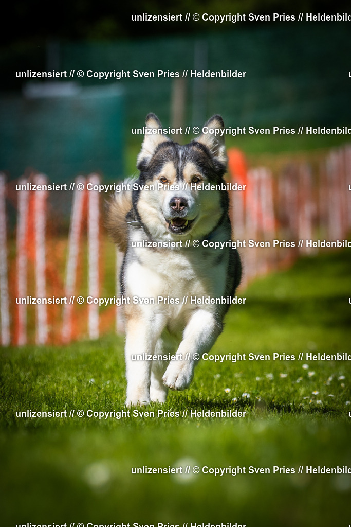 Hunderennen_April_2026_794 | 2026-04-26 - Hunderennen Baden-Oos April 2026 - Realisiert mit Pictrs.com