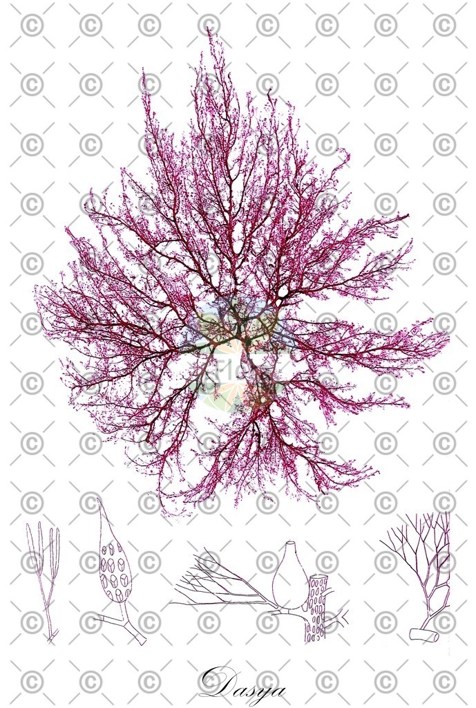 HistAbb_3ZYZ_2_ENZY_Simple | Historische Abbildung von Dasya - Dasyaceae (0) | Historical Illustration of Dasya - Dasyaceae (0)