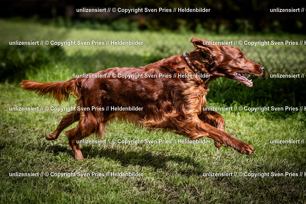 Sven Pries | 2024-04-21 - Hunderennen Baden-Oos
Foto: Sven Pries - Realisiert mit Pictrs.com