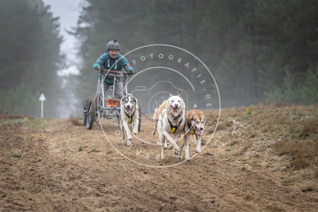 Pfotenfotografie_DV3A0706 | Hundefotografie, Tierfotograf, Pfotenfotografie, Fotoshooting Hund, Hunde Portrait, Hundesport, Hundeportraits, Heideshooting, Hunde, Sportfotograf, Hundefotograf, Turnierhundsport, THS,  - Realisiert mit Pictrs.com