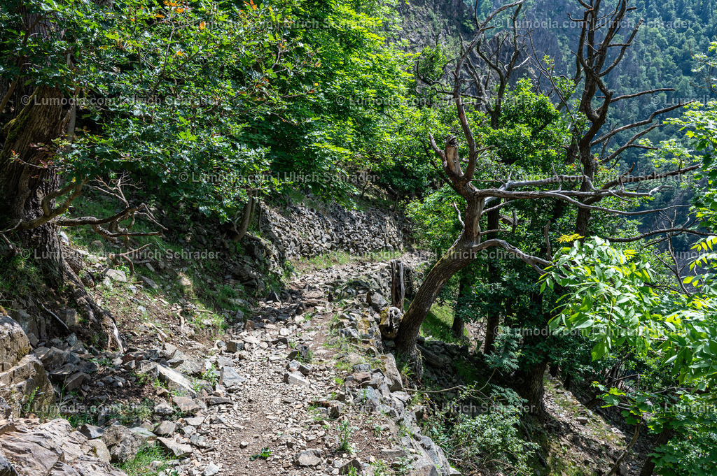 10049-13243 - Im Bodetal bei Thale | Stockfoto und Bilderpool mit Bildmaterial aus Deutschland, dem Harz, Halberstadt, Quedlinburg, Wernigerode und weltweit. Qualitativ hochwertige und professionelle Fotos anschauen und kaufen. - Realisiert mit Pictrs.com