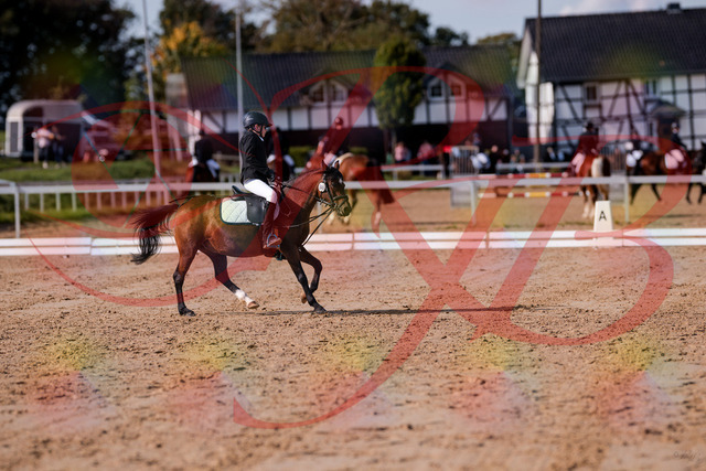 2026_10_03_Siefer-Hof_122251_Z81_22504391 | Professionelle Reitsport-, Turnier- und Eventfotografie von Robert Broda. Galerien mit ausgewählten und bearbeiteten Bildern direkt online ansehen und bestellen.