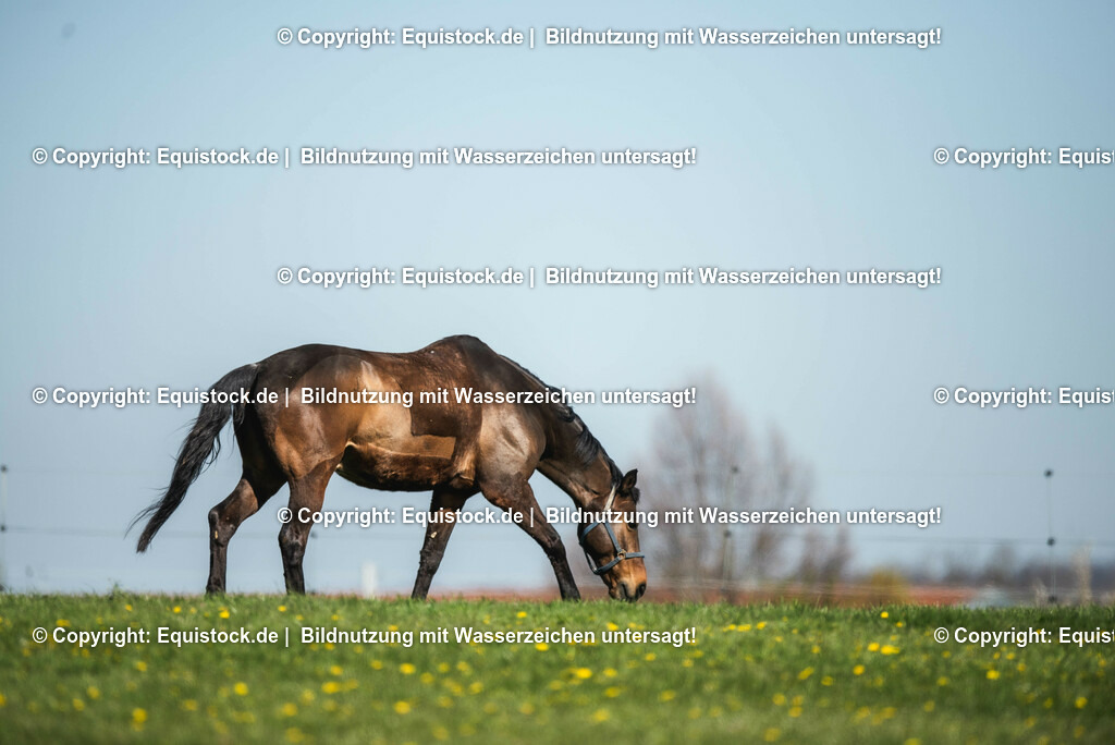 20210426_Pferd-auf-Koppel_0003 | equistock
