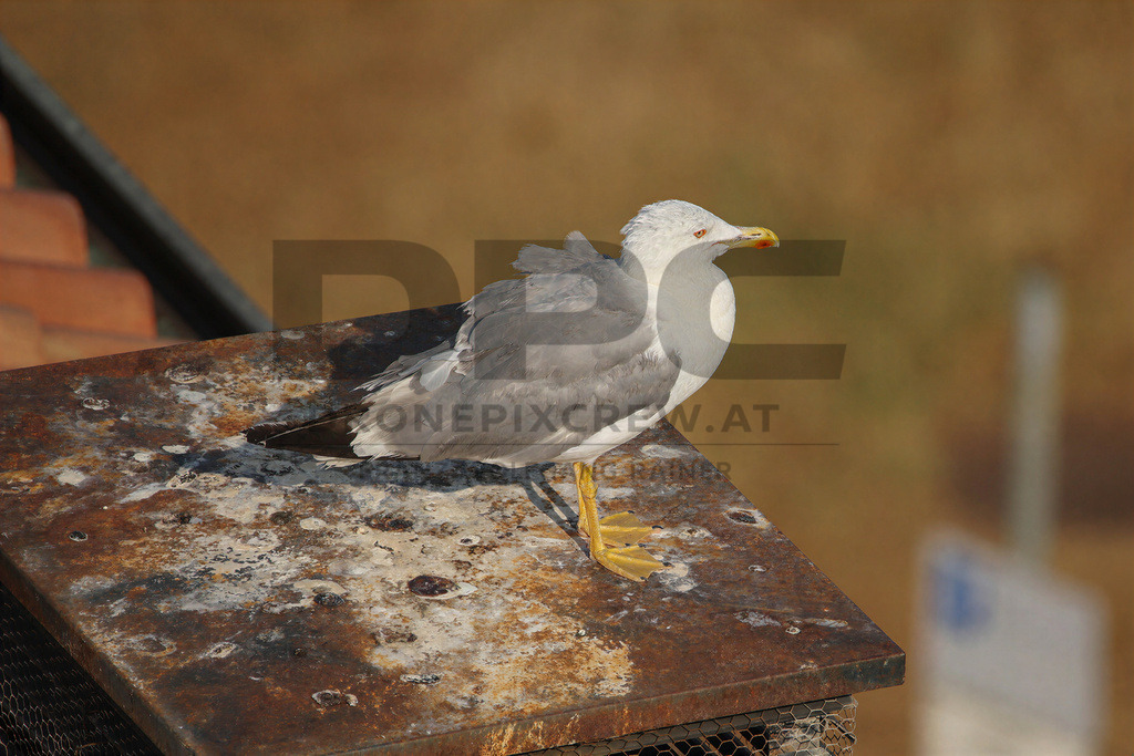 Yellow-legged Gull (Larus michahellis) | Yellow-legged Gull (Larus michahellis), a large gull species commonly found along Mediterranean coasts, rocky shorelines, harbours and coastal areas. - Realisiert mit Pictrs.com