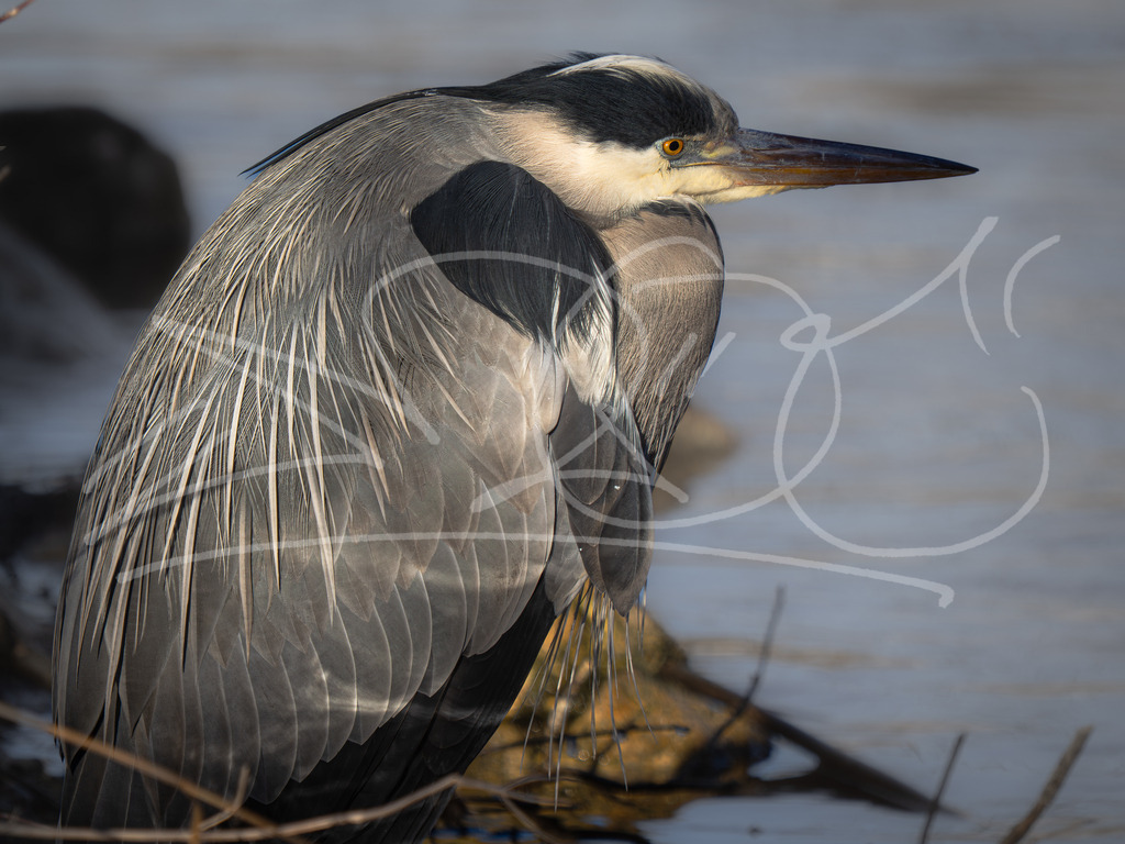 Graureiher Sonne | Naturschönheiten aus Deutschland. Pflanzen und Tiere, Insekten und Naturschauspiele. Alle schönen Details, die uns umgeben, fotografiert von Michi Moc.  - Realisiert mit Pictrs.com