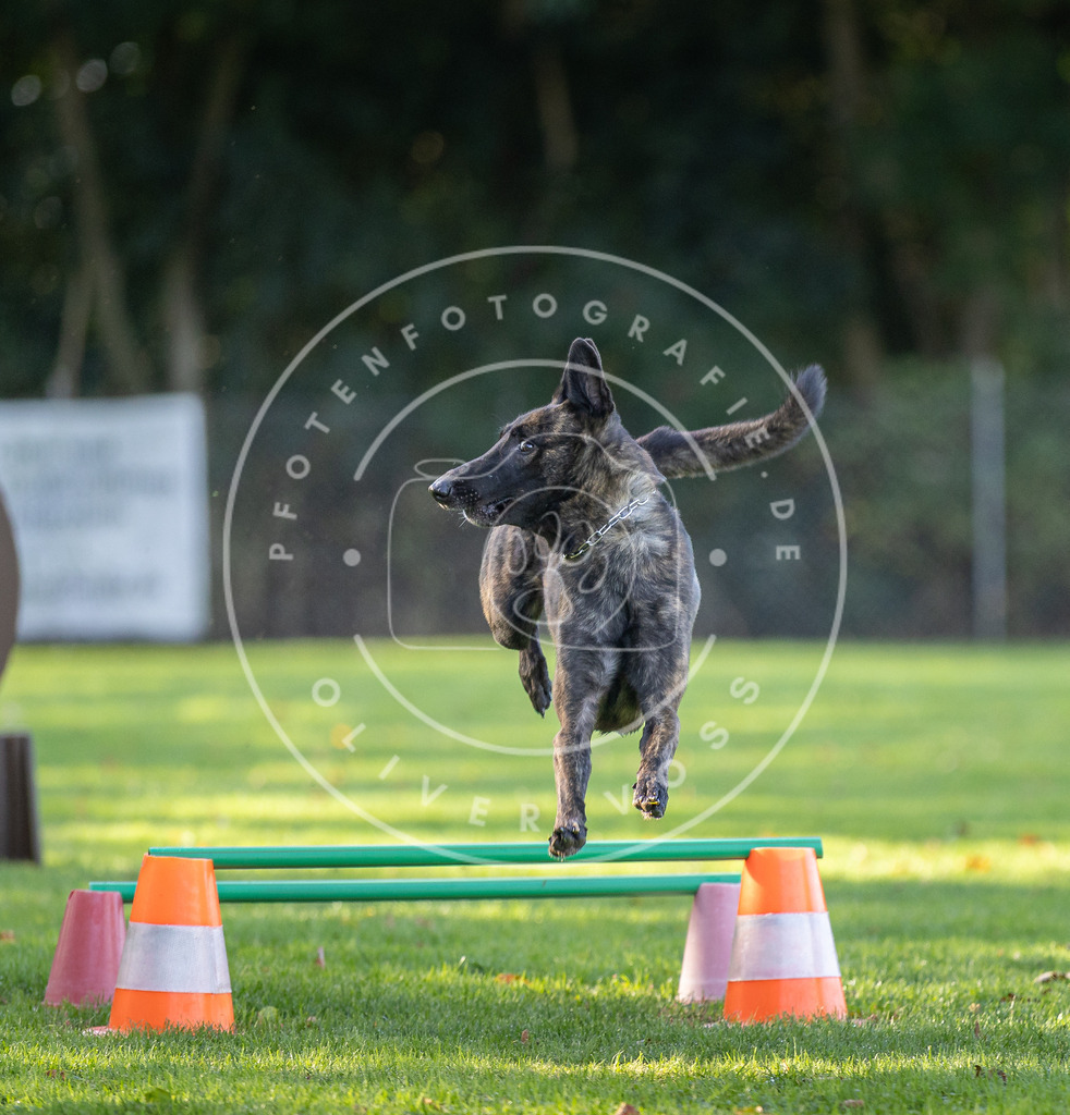 Pfotenfotografie.de_DV3A3620 | Hundefotografie, Tierfotograf, Pfotenfotografie, Fotoshooting Hund, Hunde Portrait, Hundesport, Hundeportraits, Heideshooting, Hunde, Sportfotograf, Hundefotograf, Turnierhundsport, THS, canicross - Realisiert mit Pictrs.com