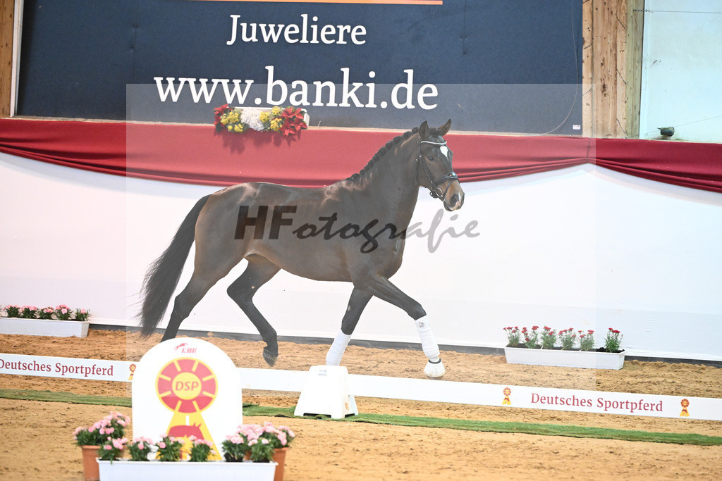 Kat-Nr. 54 Va Bene x Charmeur_Mueller_43231745 | hf-fotografie - Realisiert mit Pictrs.com