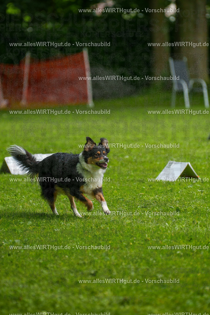 @allesWIRTHgut_Tierfotografie - www.allesWIRTHgut.de - 7R502343 | Professionelle Tierfotografie in Mönchengladbach von Daniel Wirth (allesWIRTHgut). Liebevolle & natürliche Bilder von Hunden & Katzen für unvergessliche Erinnerungen.