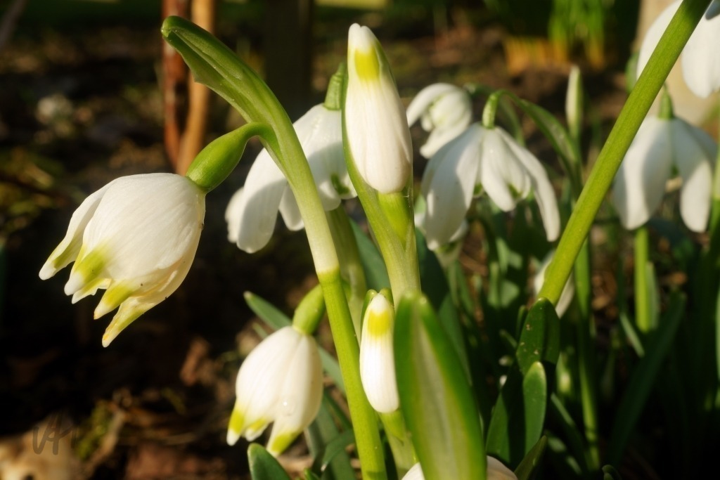 Märzenbecher am Gartenzaun | Märzenbecher am Gartenzaun - Realisiert mit Pictrs.com