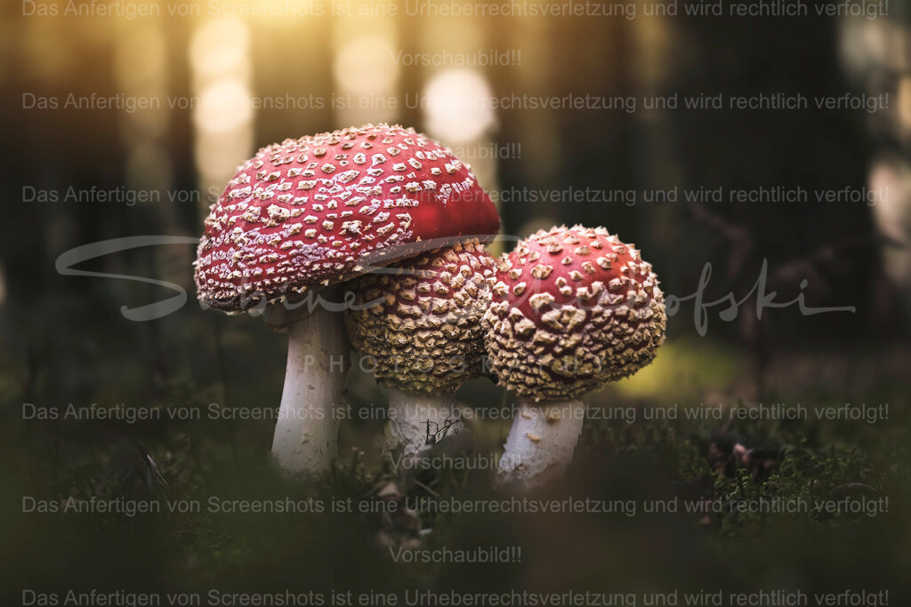 Fliegenpilze_07.11.2020_DSCF1693 | Exklusive Naturfotografie für stilvolle Wanddekoration ★ Premium Wandbilder Made in Germany ✔️ FineArt Drucke & Downloads ✔️ Brillante Farben, höchste Qualität & weltweiter Versand ✔️ - Realisiert mit Pictrs.com