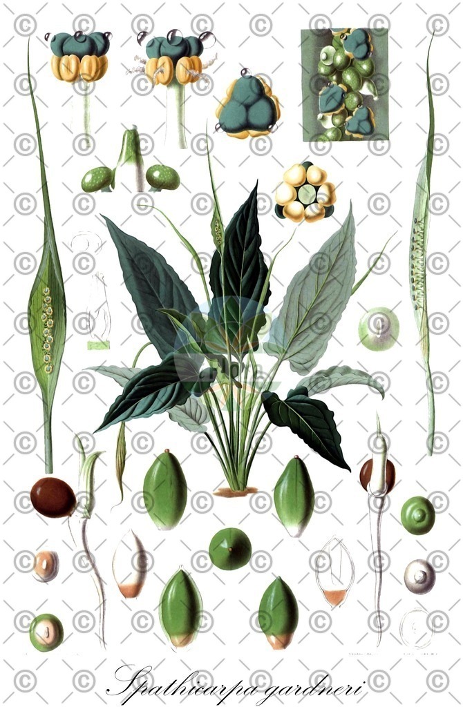 HistAbb_wfo-0000311997_1_ENZY_Simple | Historische Abbildung von Spathicarpa gardneri - Araceae | Historical Illustration of Spathicarpa gardneri - Araceae