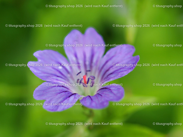 titusgraphy-P6080430_var-088 | Fotokunstarbeit aus der INSTAGRAM-Gallerie auf titusgraphy.eu - Realisiert mit Pictrs.com