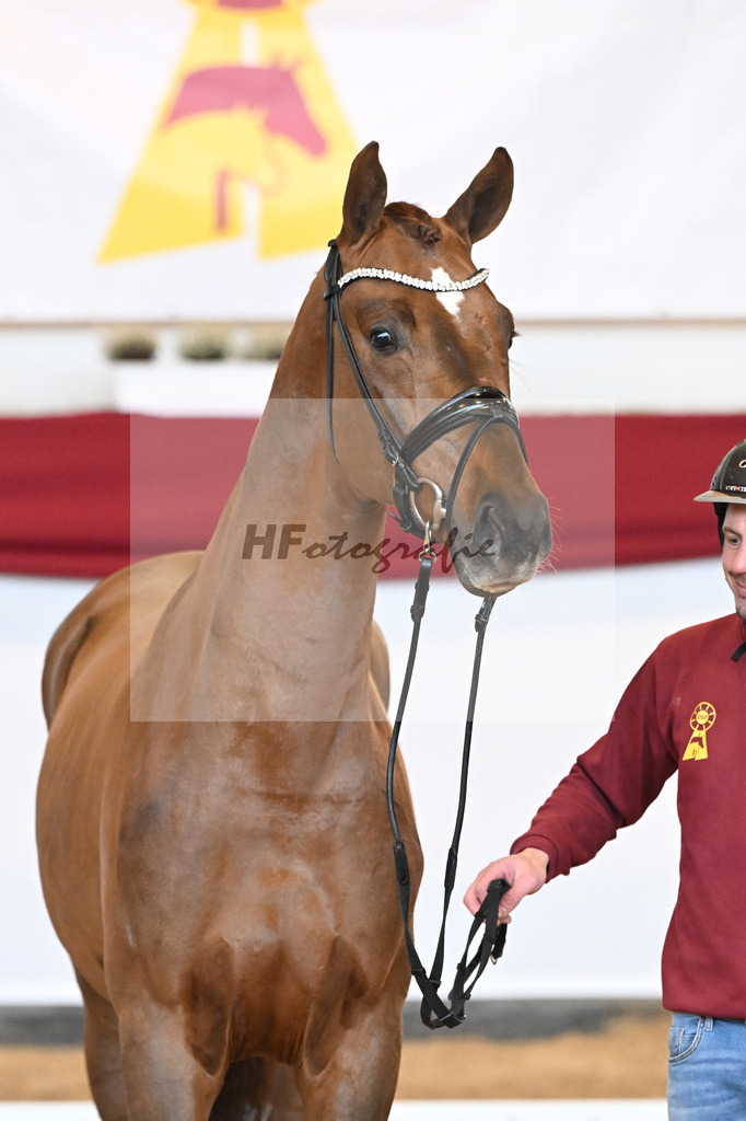 Kat-Nr. 53 Va Bene x Vitalis_Winklmaier_47241782 | hf-fotografie - Realizzato con Pictrs.com