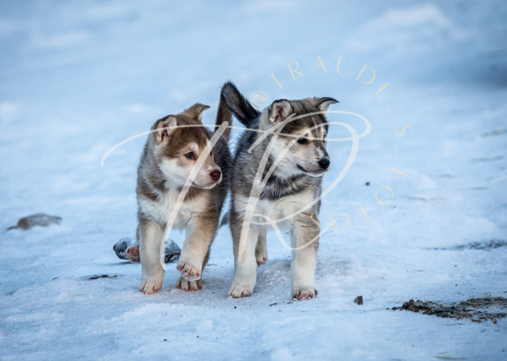 06BA738E-FCCD-4BBF-B529-5363324412EB | traudl_s_fotos