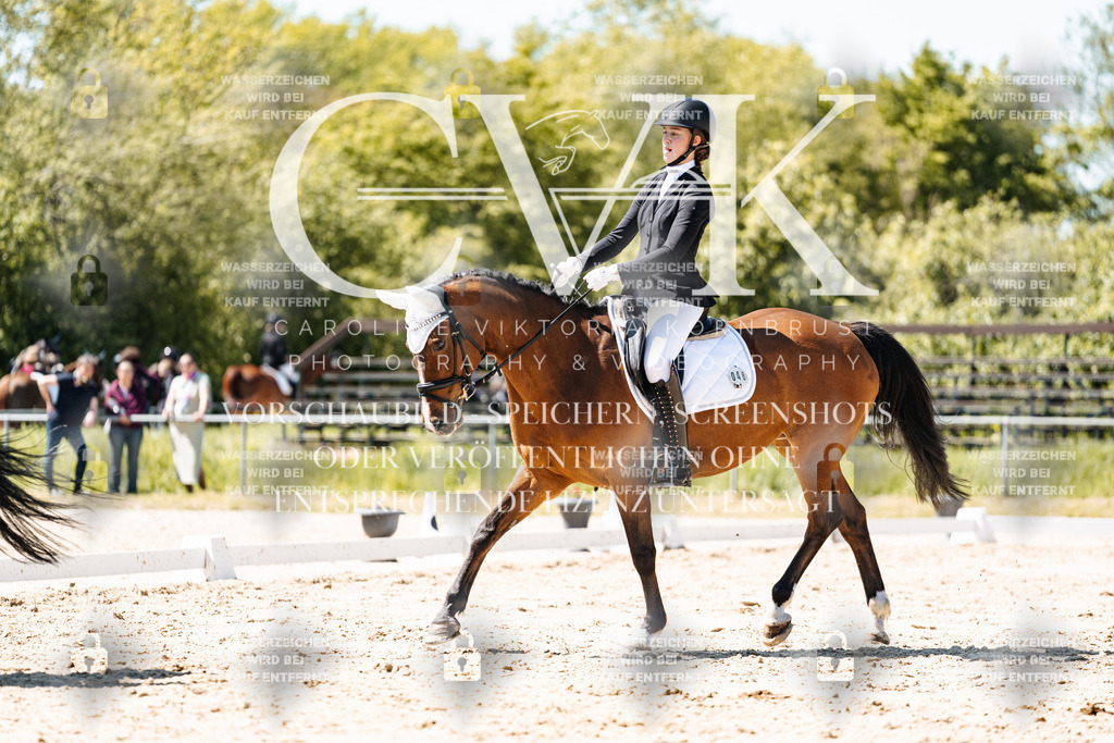 CK905865 | Turnierfotografie Pferdefotografie Trier Rheinland-Pfalz Pferdesport Reitsport Tierfotografie Sportfotografie Pferdevideo Pferdevideografie Equestrianvideography equestrianphotography  - Realisiert mit Pictrs.com