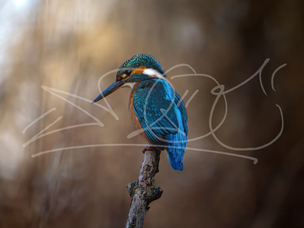 Eisvogel-2 | Naturschönheiten aus Deutschland. Pflanzen und Tiere, Insekten und Naturschauspiele. Alle schönen Details, die uns umgeben, fotografiert von Michi Moc.  - Realisiert mit Pictrs.com