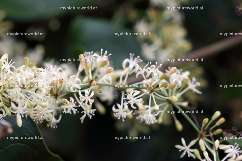 Raue Stechwinde-002 | Das Bilderarchiv über Tiere, Planzen und Landschaften. In der Bilddatenbank finden Sie ein große Auswahl an hochwertigen Bilder für Ihre Werbung - Realisiert mit Pictrs.com