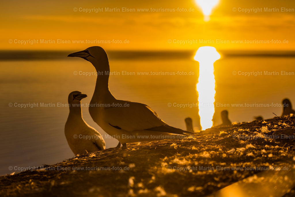 Helgoland Sonnenuntergang_ELS_7388030818 | Helgoland - Aufnahmedatum: 01.08.2018, Aufnahmehöhe:  m, Koordinaten:  - , Bildgröße: 7878 x  5252 Pixel - Copyright 2018 by Martin Elsen, Kontakt: Tel.: +49 157 74581206, E-Mail: info@schoenes-foto.deSchlagwörter:Schleswig-Holstein,Landkreis Pinneberg,Düne,Hochseeinsel,Börteboote,Meer,Küste,Halunder,Oberland,Unterland,Strand,Seehunde,Robben,Lange Anna,Felsen,Roter Felsen,Luftbild,Luftbilder,Bastölpel - Realisiert mit Pictrs.com
