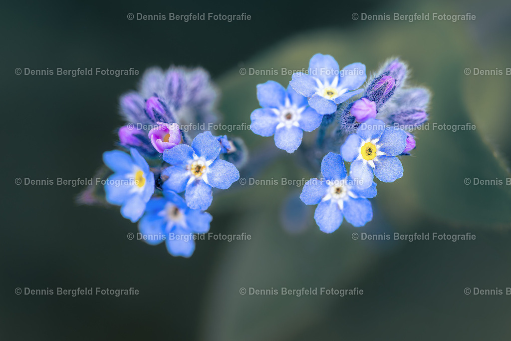 Flower 28 | Entdecken Sie Natur, Makro und Tierfotografie von Dennis Bergfeld.Besondere Momente und Details der Natur, hochwertig als Foto und Wandbild erhältlich. - Realisiert mit Pictrs.com