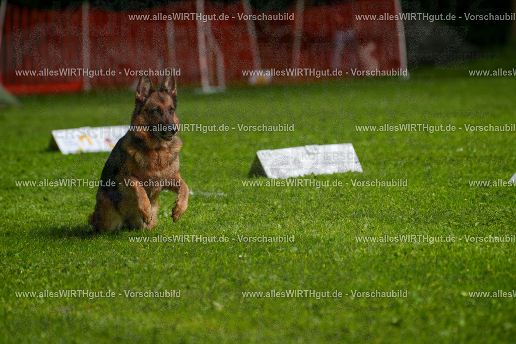 @allesWIRTHgut_Tierfotografie - www.allesWIRTHgut.de - 7R502454 | Professionelle Tierfotografie in Mönchengladbach von Daniel Wirth (allesWIRTHgut). Liebevolle & natürliche Bilder von Hunden & Katzen für unvergessliche Erinnerungen.