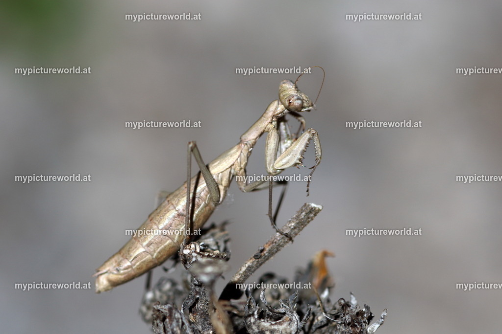 Ameles decolor-026 | Das Bilderarchiv über Tiere, Planzen und Landschaften. In der Bilddatenbank finden Sie ein große Auswahl an hochwertigen Bilder für Ihre Werbung - Realisiert mit Pictrs.com