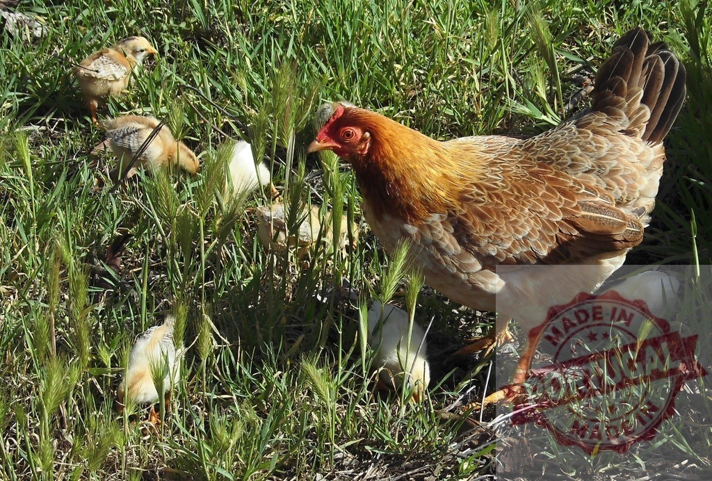 Hen and baby chicks foraging on green grass | Hen and chicks exploring fresh green grass on a sunny day - Realisiert mit Pictrs.com