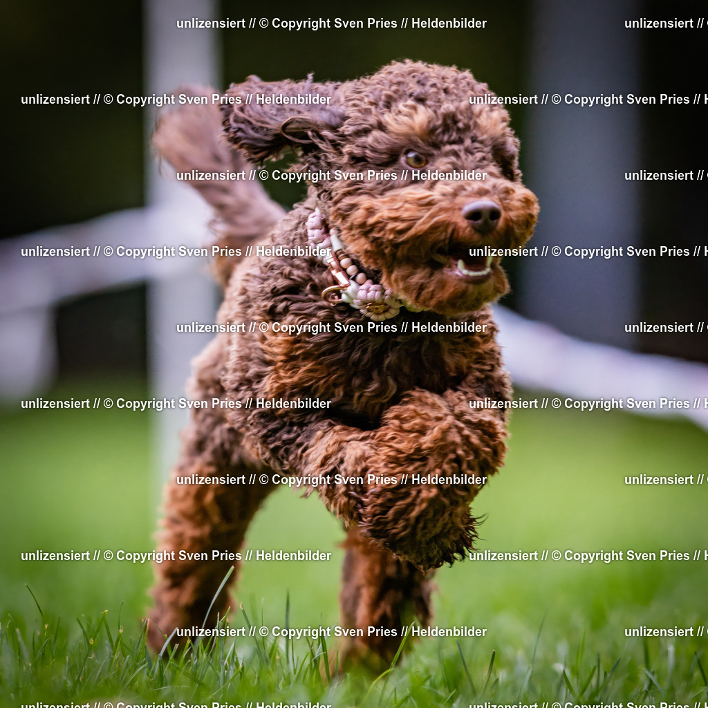 Sven Pries | 2024-10-19 - Hunderennen Ober-Grombach - Realisiert mit Pictrs.com