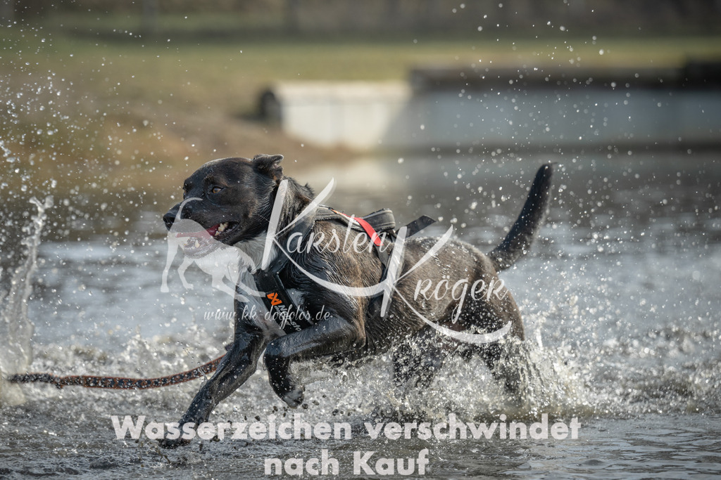 1052_ZZ90404 | kk-dogfotos