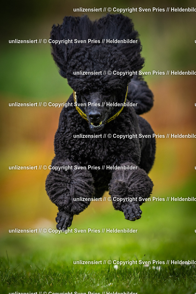 Sven Pries | 2025-04-13 - Hunderennen Baden-Baden - Realisiert mit Pictrs.com