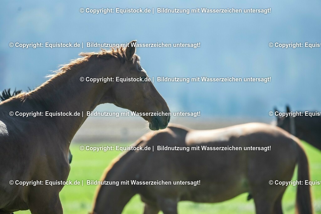 20210426_Pferd-auf-Koppel_0082 | equistock