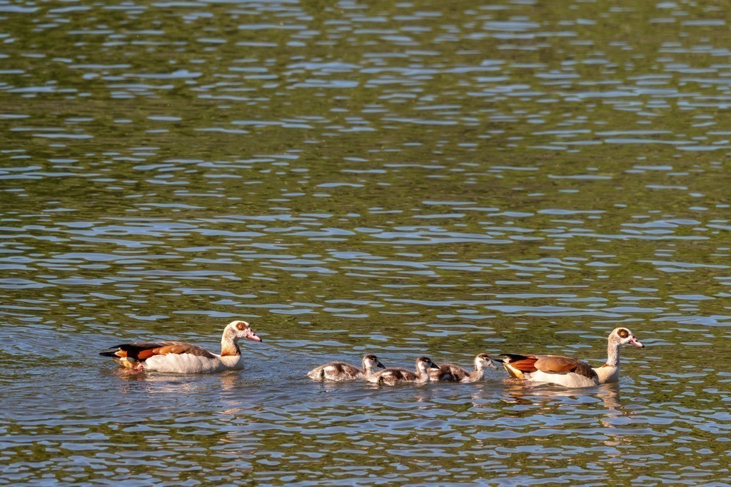 Nilgans Familienausflug | Familienausflug auf dem Rhein - Realisiert mit Pictrs.com