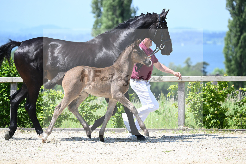 Kat-Nr. 11 SF Esperanto_Buehler_15230253 | hf-fotografie - Realizzato con Pictrs.com