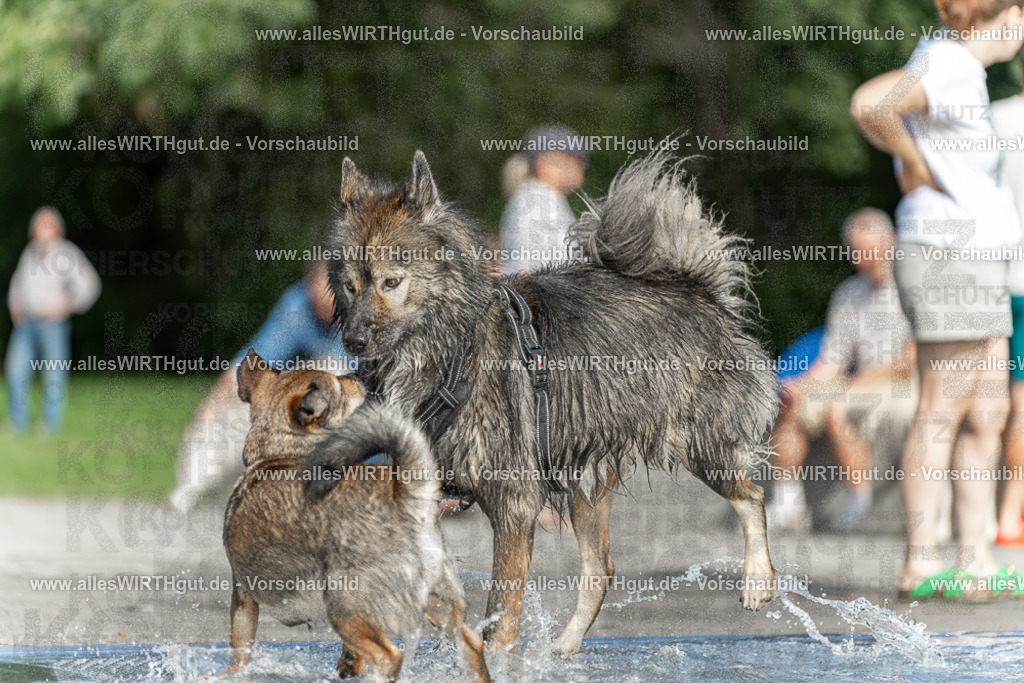 Hundeschwimmen_Volksbad_2026-allesWIRTHgut_Tierfotografie-2609061531-7R501581 | Professionelle Tierfotografie in Mönchengladbach von Daniel Wirth (allesWIRTHgut). Liebevolle & natürliche Bilder von Hunden & Katzen für unvergessliche Erinnerungen.