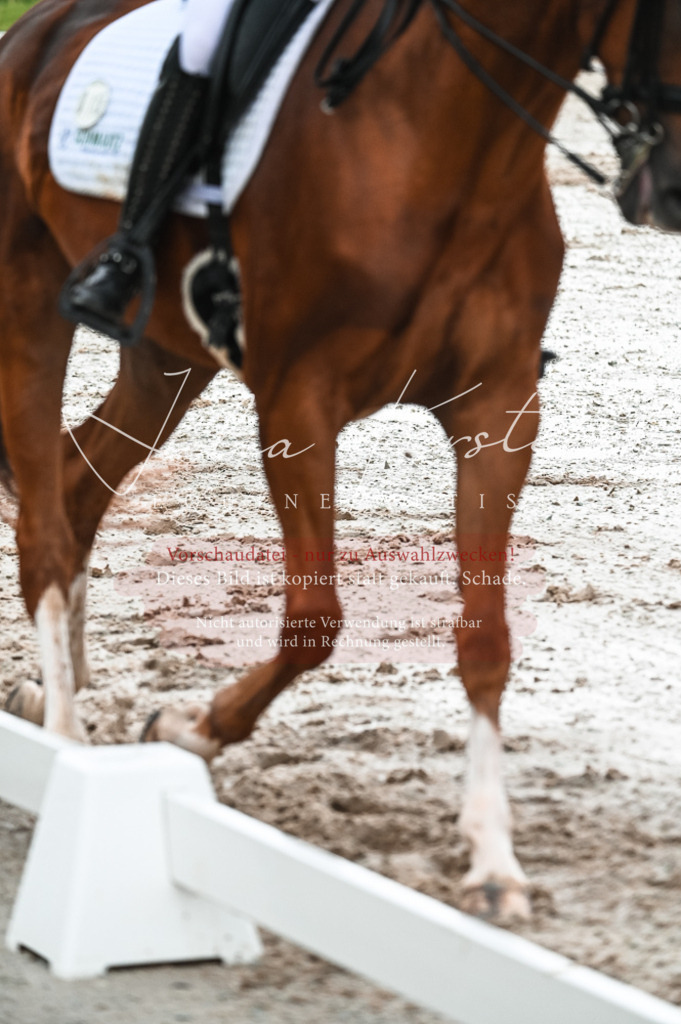 DSC_4281 | Pferde- und Turnierfotografie in Westsachsen. Pferdeportraits, Auftragszeichnungen und intuitive Kunst.