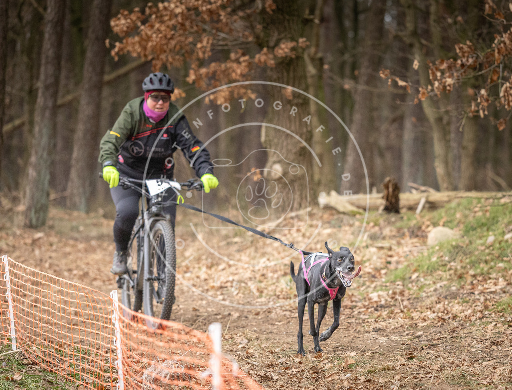 Pfotenfotografie_DV3A1900 | Hundefotografie, Tierfotograf, Pfotenfotografie, Fotoshooting Hund, Hunde Portrait, Hundesport, Hundeportraits, Heideshooting, Hunde, Sportfotograf, Hundefotograf, Turnierhundsport, THS,  - Realisiert mit Pictrs.com