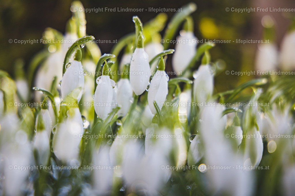 Schneegloeckchen 2019-2578 | Fotos und Fotoprodukte - Realisiert mit Pictrs.com