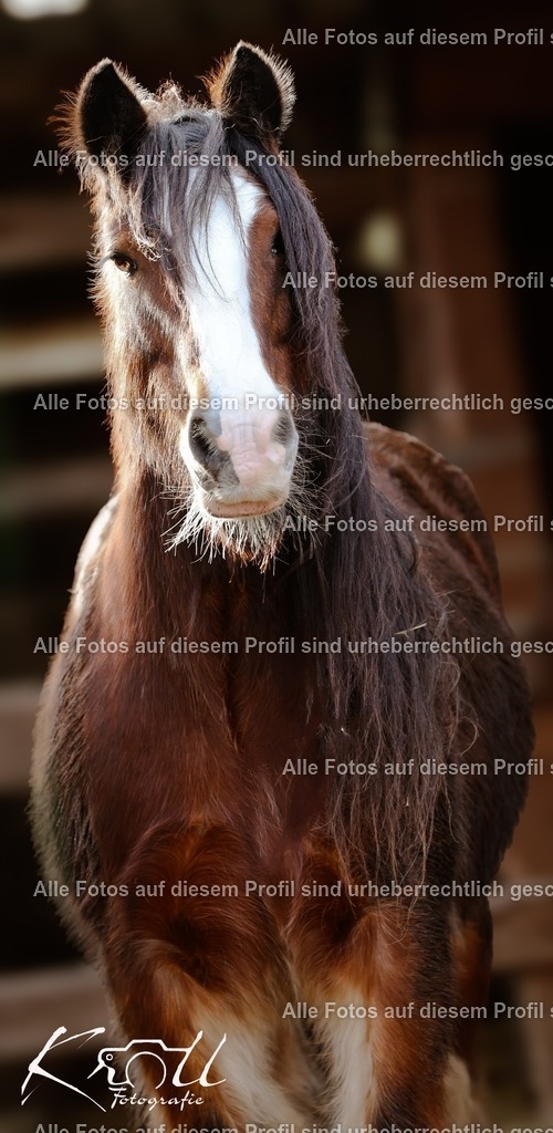 Photo_1735764024173 | krollfotografie - Realisiert mit Pictrs.com