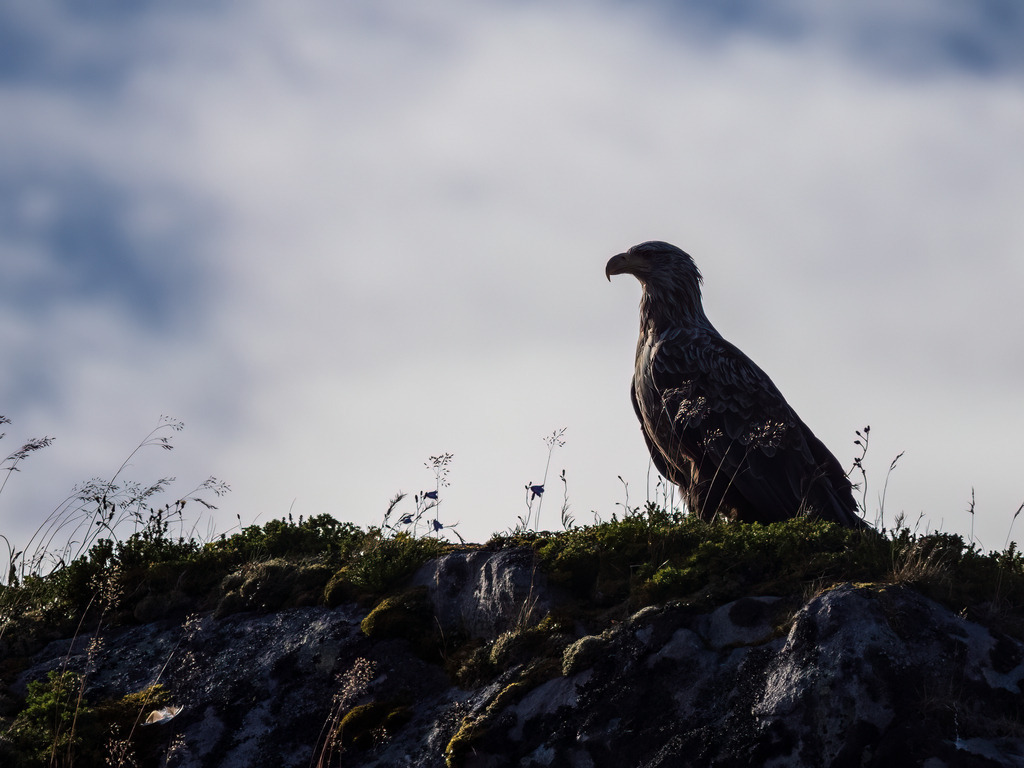 P1001816-Bearbeitet-2022-LR | Natur im Moment - Realisiert mit Pictrs.com