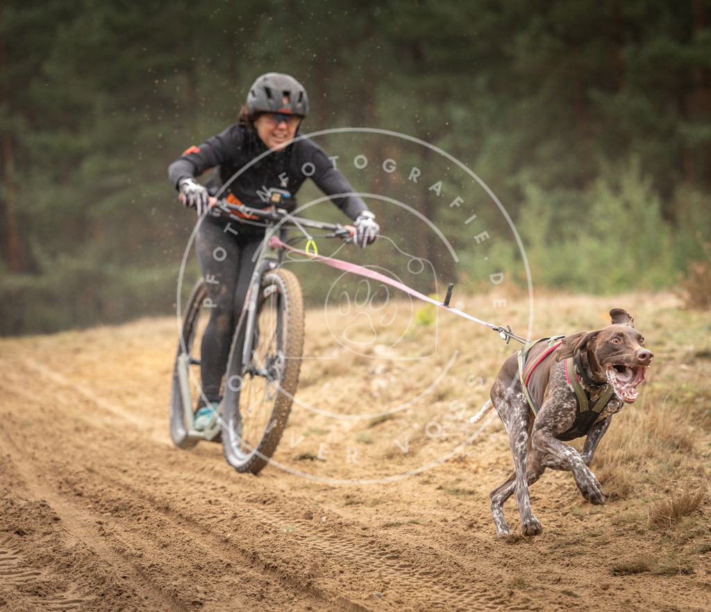 Pfotenfotografie_DV3A4666 | Hundefotografie, Tierfotograf, Pfotenfotografie, Fotoshooting Hund, Hunde Portrait, Hundesport, Hundeportraits, Heideshooting, Hunde, Sportfotograf, Hundefotograf, Turnierhundsport, THS,  - Realisiert mit Pictrs.com
