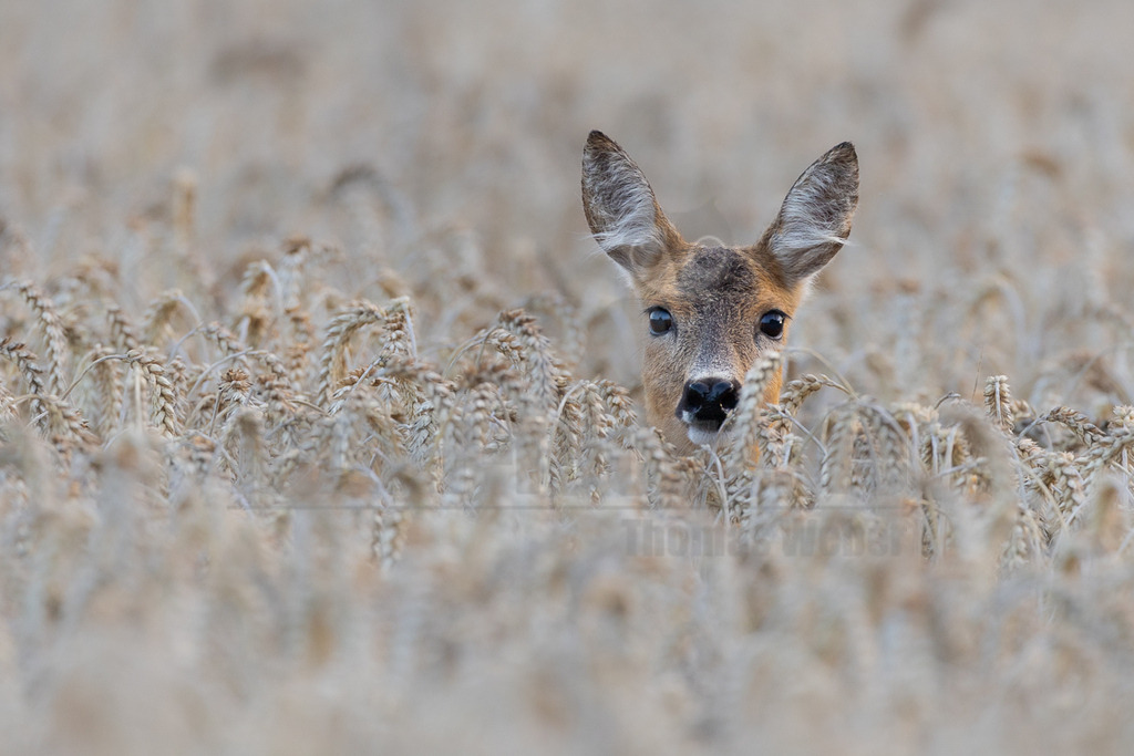 R6NF3846_20250801 | Ein junges Reh (Capreolus capreolus) blickt mit großen, dunklen Augen neugierig aus einem Feld voller reifer, goldener Weizenähren hervor. Der Kopf und ein Teil des Halses des Tieres sind über dem Getreide sichtbar, während der restliche Körper im Weizen verborgen bleibt. Die direkte Blickrichtung des Rehs zum Betrachter erzeugt eine Interaktion der aufmerksamen Beobachtung. - Realisiert mit Pictrs.com