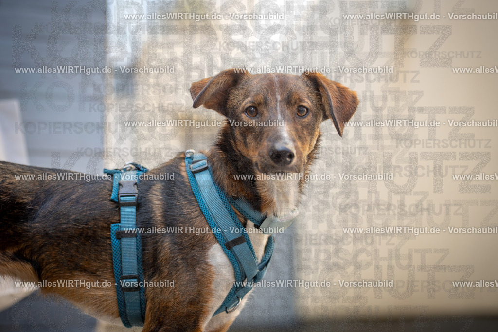 7R508299-3 | Professionelle Tierfotografie in Mönchengladbach von Daniel Wirth (allesWIRTHgut). Liebevolle & natürliche Bilder von Hunden & Katzen für unvergessliche Erinnerungen.