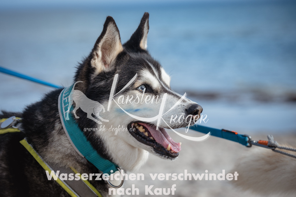 1305_ZZ90222 | kk-dogfotos