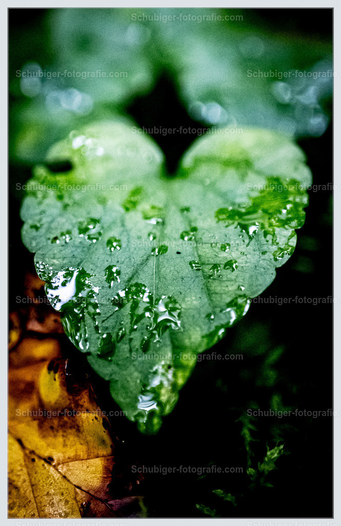 Herzblatt mit Tautropfen | Herzblatt mit Tautropfen im Wald - Realisiert mit Pictrs.com