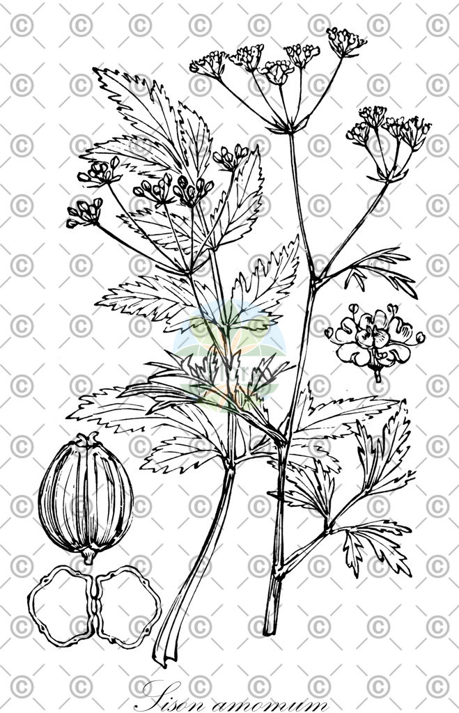 HistAbb_wfo-0000432550_1_ENZY_Simple | Historische Abbildung von Sison amomum - Apiaceae | Historical Illustration of Sison amomum - Apiaceae