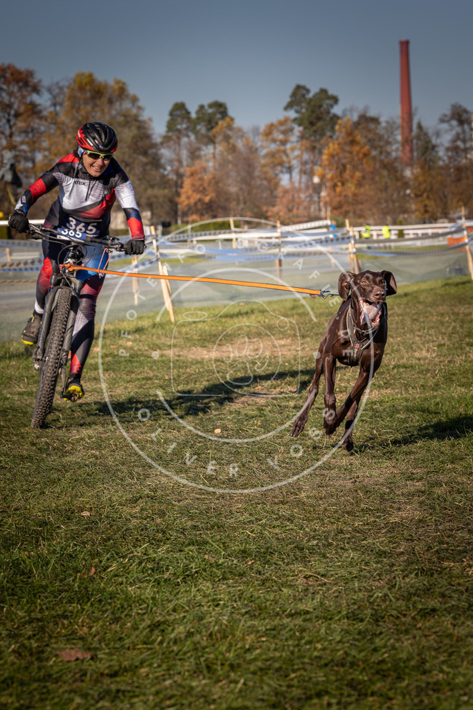 CaniXpix_0L8A6325 | Hundefotografie, Tierfotograf, Pfotenfotografie, Fotoshooting Hund, Hunde Portrait, Hundesport, Hundeportraits, Heideshooting, Hunde, Sportfotograf, Hundefotograf, Turnierhundsport, THS,  - Realisiert mit Pictrs.com