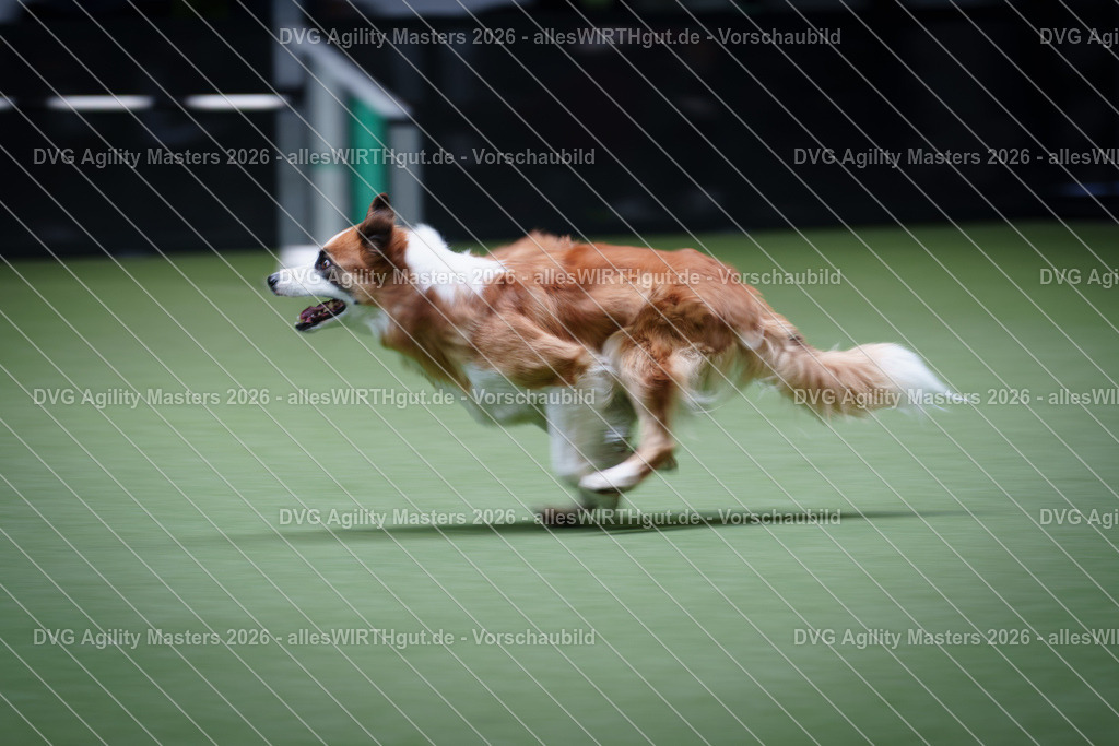 allesWIRTHgut_Tierfotografie-DVG_Agility_Masters_2026-12_43-7R502803 | Professionelle Tierfotografie in Mönchengladbach von Daniel Wirth (allesWIRTHgut). Liebevolle & natürliche Bilder von Hunden & Katzen für unvergessliche Erinnerungen.
