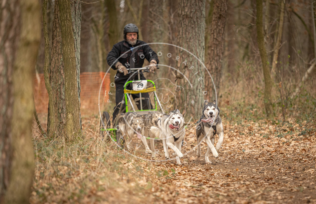 Pfotenfotografie_DV3A8814 | Hundefotografie, Tierfotograf, Pfotenfotografie, Fotoshooting Hund, Hunde Portrait, Hundesport, Hundeportraits, Heideshooting, Hunde, Sportfotograf, Hundefotograf, Turnierhundsport, THS,  - Realisiert mit Pictrs.com