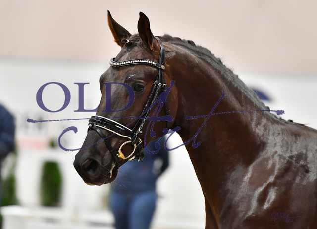 75 DE433334105020 HM Totilas - Bordeaux - Don PrimeroDSC_0014_s | <meta name="description" content="★Offizieller Merchandise und Foto-/Videostore des Oldenburger Verbandes.★ ✅Jetzt auch digital Ausdrucke erhältlich." />
<meta name="keywords" content="Merchandise Foto-/Videostore Oldenburger Verband Photographie 